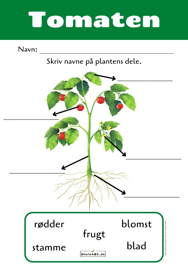 Tomaten. Lær om tomatplanten med denne gratis download opgaveark til natur og teknik